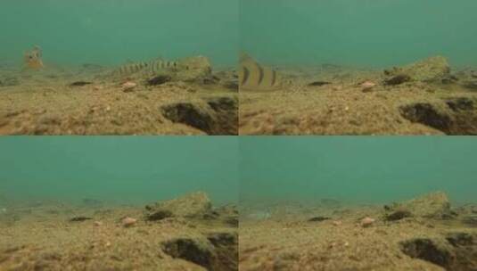 水下拍摄溪流里的鱼，石斑鱼高清在线视频素材下载