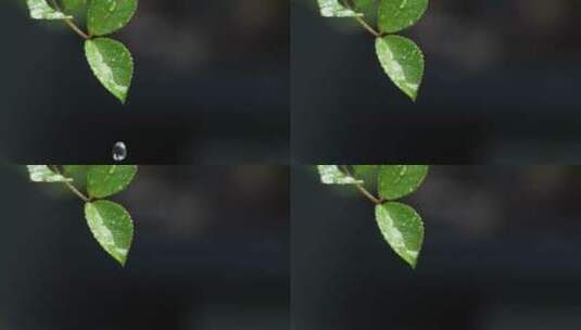 斜风细雨中腊梅树嫩叶上水珠水滴唯美视频高清在线视频素材下载