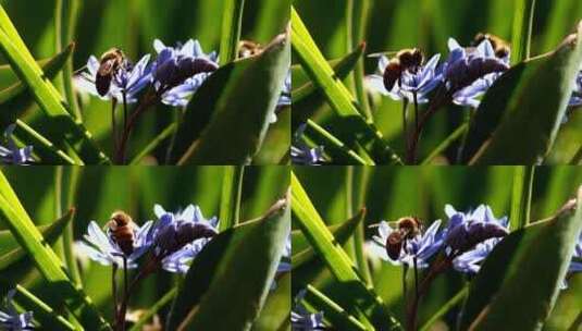 在紫罗兰花上工作的蜜蜂高清在线视频素材下载