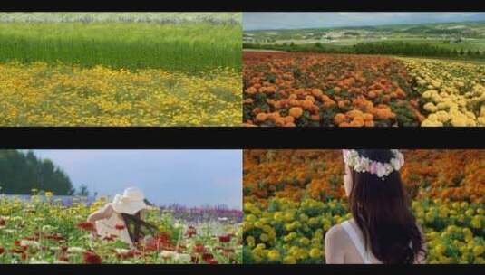 日本北海道花海世界花朵百花争艳高清在线视频素材下载