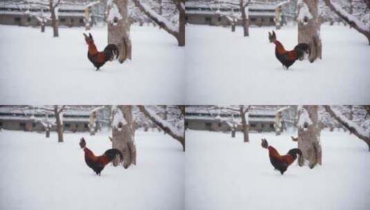 冬季雪地上的公鸡高清在线视频素材下载