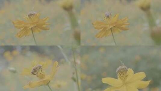 4k蜜蜂采蜜高清在线视频素材下载