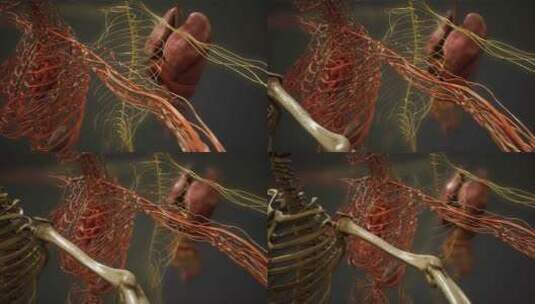 人体解剖图高清在线视频素材下载