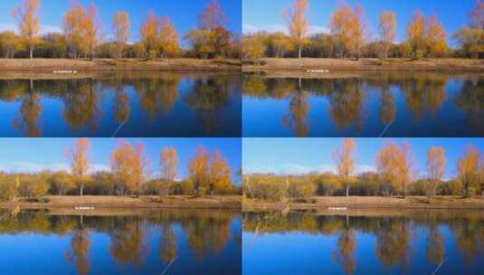 白鸭游过秋天树林黄叶倒映的平静湖面上高清在线视频素材下载