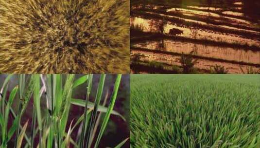 农业水稻小麦高清在线视频素材下载