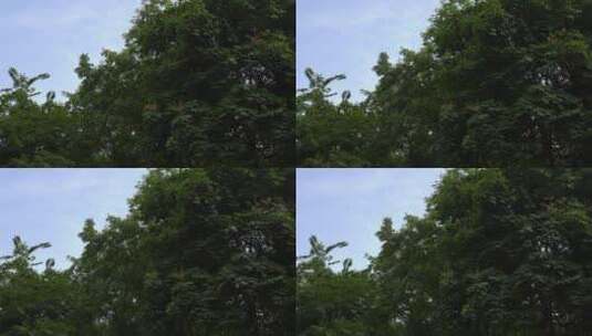 夏日树木树叶摇摆高清在线视频素材下载