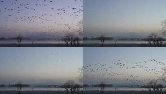 傍晚晚霞湖边成群飞鸟起飞合集高清在线视频素材下载