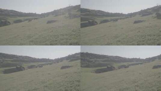 草原羊群在山坡上奔跑吃草阳光蓝天01高清在线视频素材下载