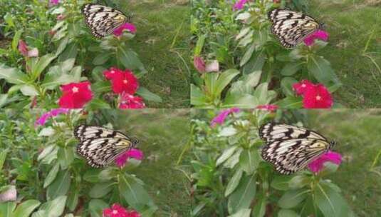 背景美丽蝴蝶高清在线视频素材下载