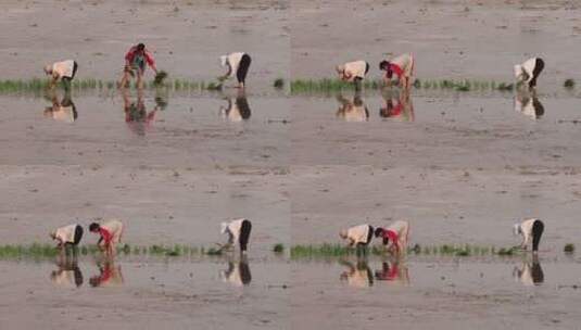 实拍4k农民种植水稻高清在线视频素材下载