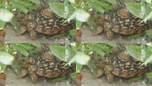 海龟在地上的特写镜头高清在线视频素材下载