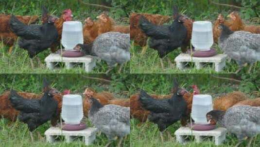 一群在农场喝水的鸡高清在线视频素材下载