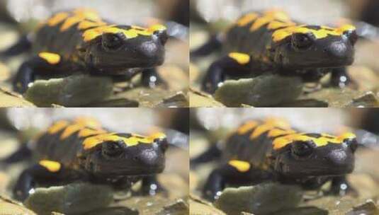 水中的黑蛙高清在线视频素材下载