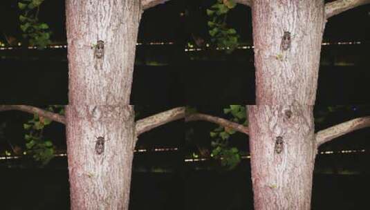 夏天蝉在树上鸣叫丨4K丨原创实拍高清在线视频素材下载