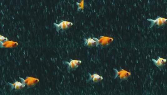 一群幼年珍珠鱼鳞金鱼在家庭水族馆游泳高清在线视频素材下载
