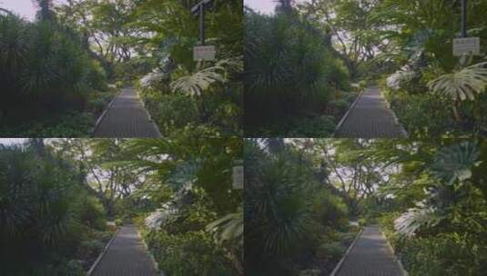植物园道路高清在线视频素材下载