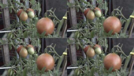 藤上的番茄高清在线视频素材下载