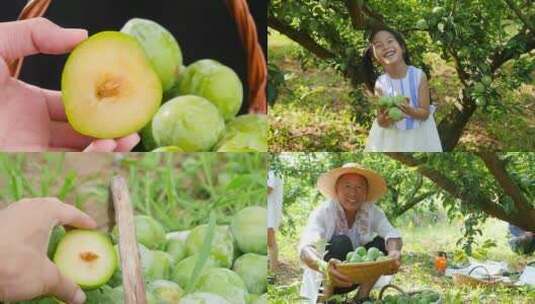 奈李种植高清在线视频素材下载