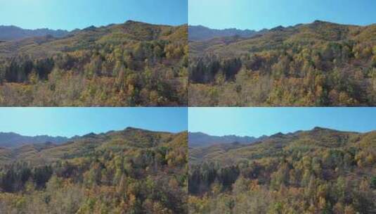 航拍秋天的森林景色高清在线视频素材下载
