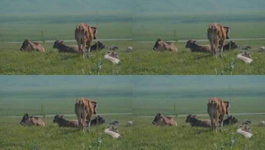 新疆草原天然牧场牛群高清在线视频素材下载