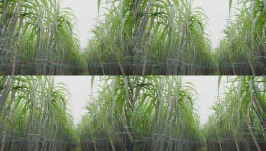 甘蔗种植基地3高清在线视频素材下载