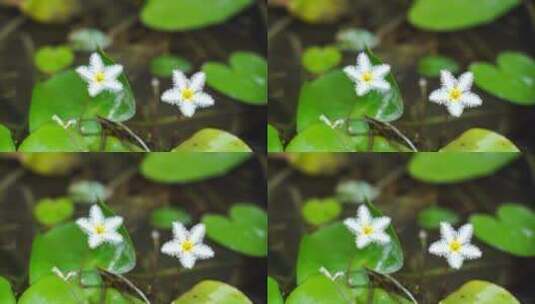 金银莲花水生草本水草类植物高清在线视频素材下载