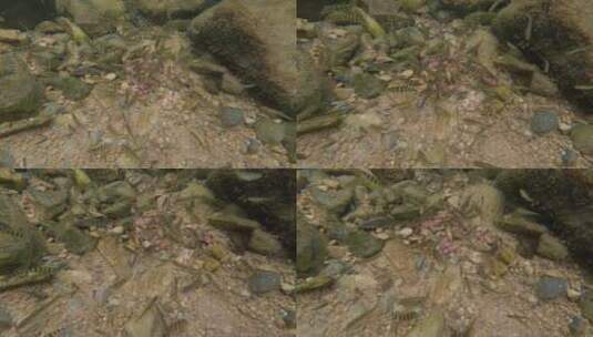 水下拍摄溪流里的鱼和虾高清在线视频素材下载