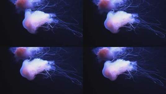 透明的水母高清在线视频素材下载