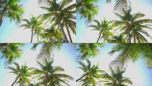 棕榈树背景低角度旋转相机慢动作高清在线视频素材下载