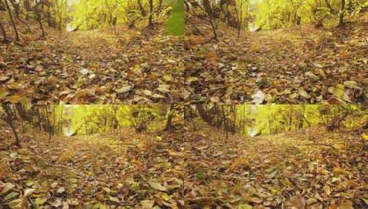 森林地面小路的树叶特写高清在线视频素材下载