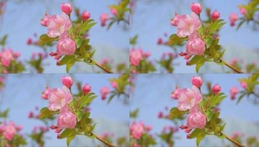 美丽樱花的特写高清在线视频素材下载