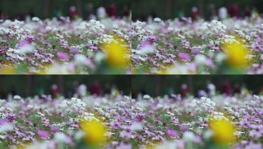 4K升格实拍秋天盛开的波斯菊花丛高清在线视频素材下载