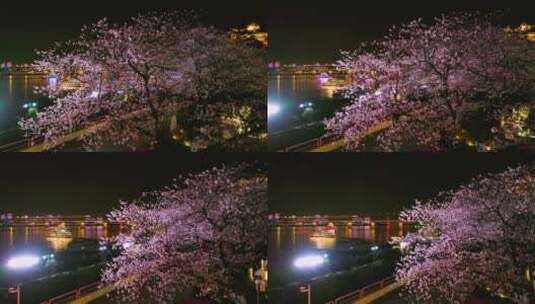 武汉汉阳江滩晴川阁公园和樱花风光高清在线视频素材下载