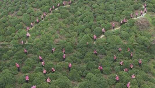 茶山采茶女航拍高清在线视频素材下载