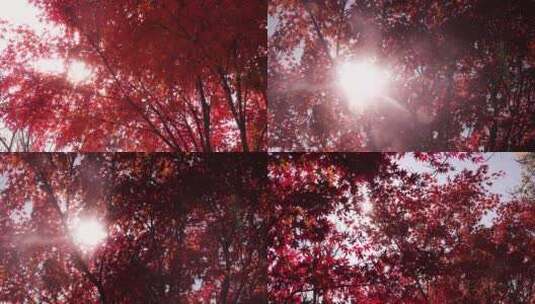 金秋逆光下的红枫树高清在线视频素材下载