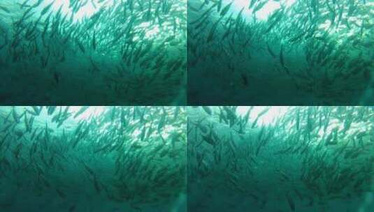 海洋世界海底鱼儿高清在线视频素材下载