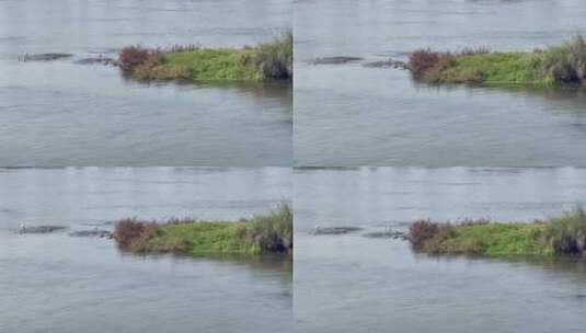 湖中河流草滩白鹭1高清在线视频素材下载