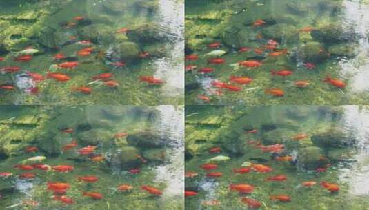 4K济南趵突泉公园意境轻盈游动的锦鲤鱼群高清在线视频素材下载