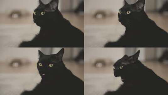 黑色的猫咪特写高清在线视频素材下载
