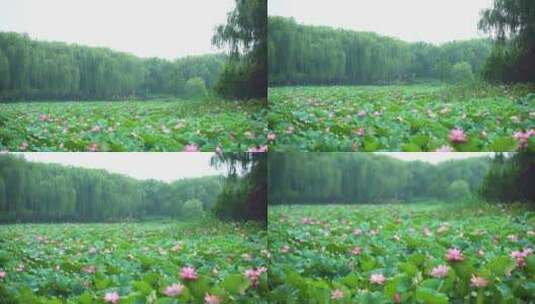 荷花自然涟漪露水池塘开花莲蓬公园花瓣雨诗高清在线视频素材下载