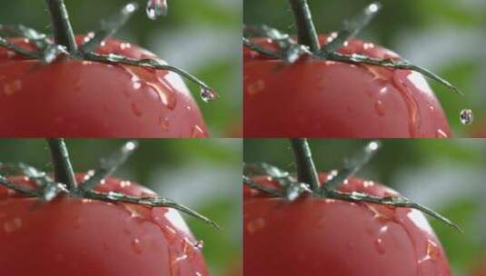 水滴滴在红色番茄上瞬间高清在线视频素材下载