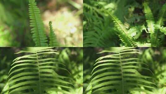 广州天河华南植物园蕨叶蕨类高清在线视频素材下载