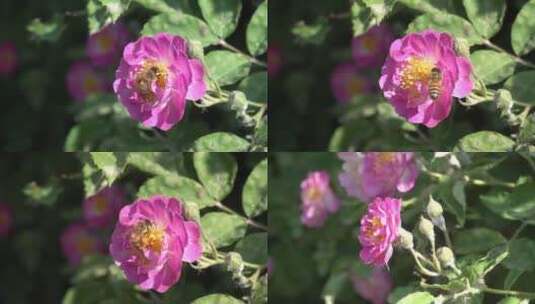 蜜蜂在月季玫瑰花朵采蜜高清在线视频素材下载