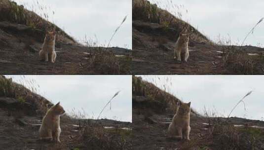 武功山上的野猫朝镜头走来高清在线视频素材下载