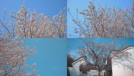 8K重庆云龟山樱花实拍合集高清在线视频素材下载