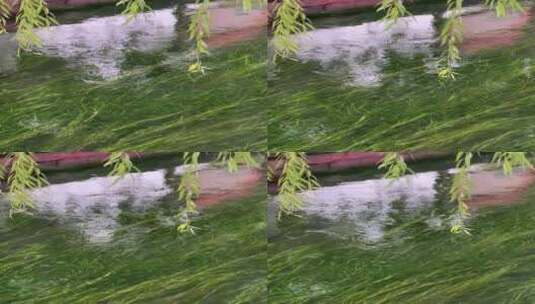 清澈见底的泉水，透出绿意盎然的水草高清在线视频素材下载