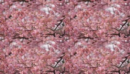 武汉东湖樱花园粉色樱花特写镜头2高清在线视频素材下载