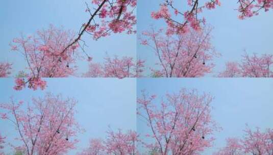 樱花树林春暖花开满树开满鲜花高清在线视频素材下载