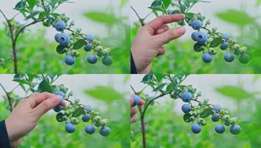 蓝莓丰收采摘高清在线视频素材下载