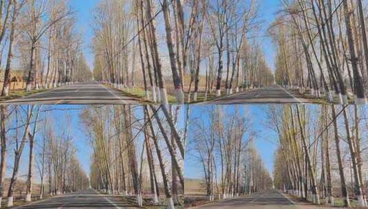 驾驶员视角自驾游新疆伊犁林荫道公路高清在线视频素材下载